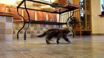 How to train Synchronized Cats