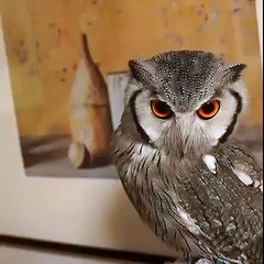 Cute Owl With Hilarious Face You Ever Seen