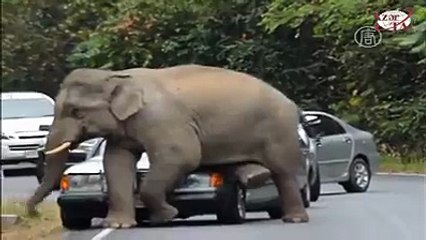 Mad Elephant at Road