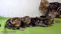 3 week old kittens learns how to walk. Cutest Cat Moments.