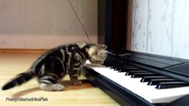 Cute Kittens Musicians Funny Cats