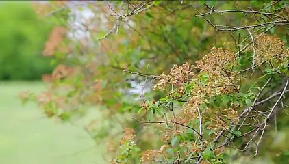 Envoyé spécial. Enceinte, elle buvait une bouteille de whisky par jour