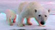 3D Cute Animals Polar Bears (Ursus maritimus) Mum & Baby Polar Bear In 3D Anaglyph