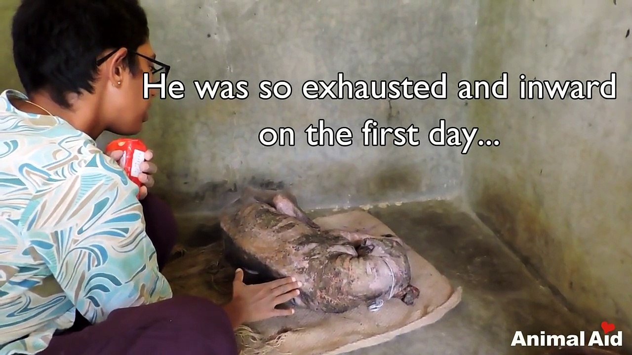 Scared & Confused Dog Left For Dead On The Street Has Incredible Transformation