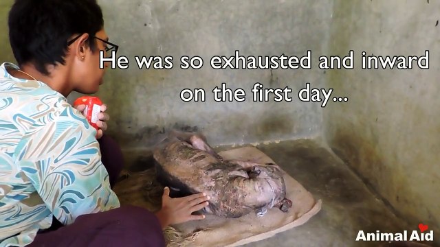 Scared & Confused Dog Left For Dead On The Street Has Incredible Transformation