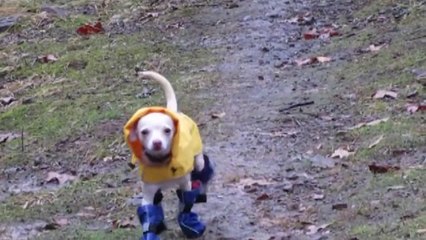 Cuties In Dog Booties