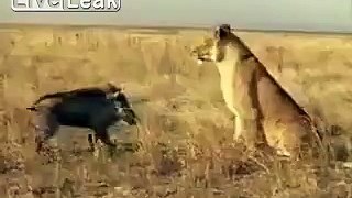 pumba want o kill a lion