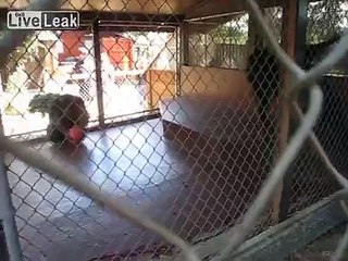 dancing monkey flings turd at camerawoman