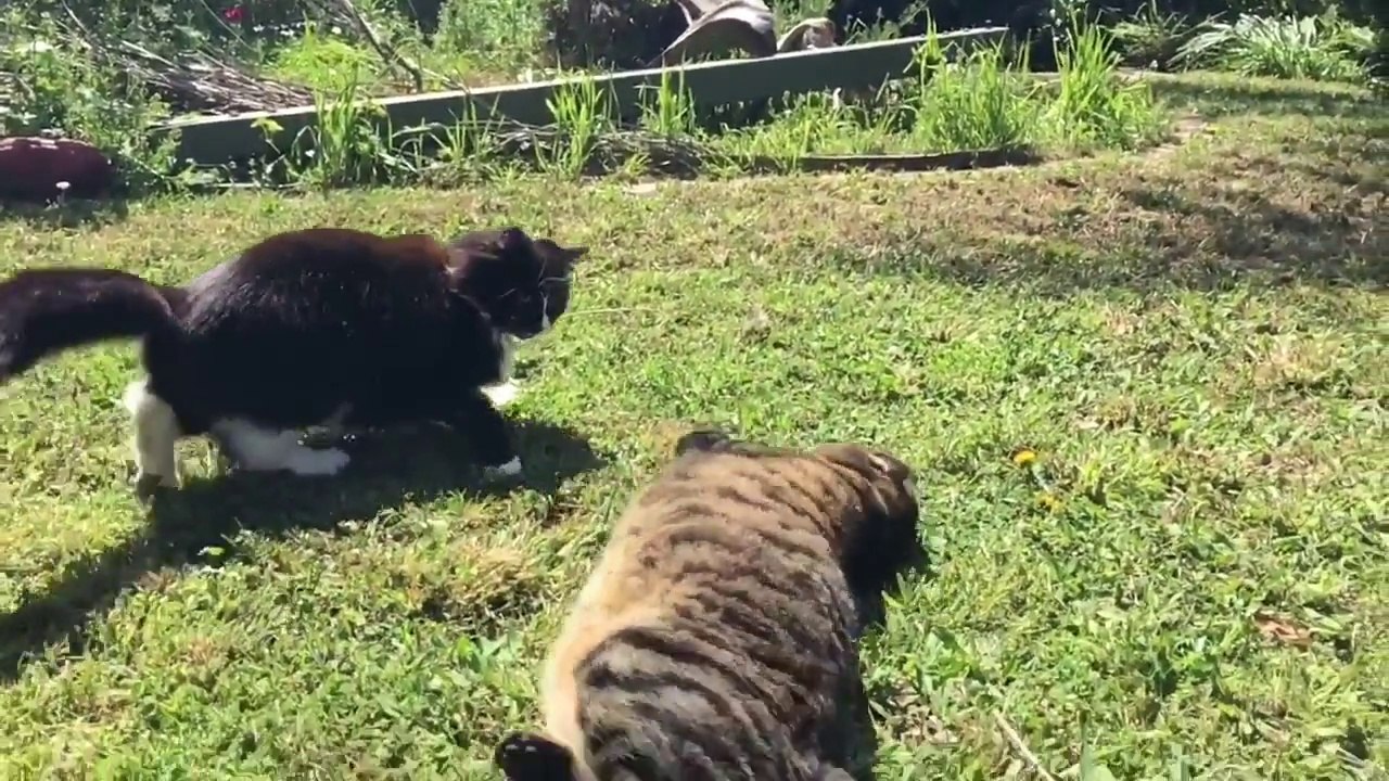 The Battle between two cats filmed in Slow Motion... Kung Fu Movie!