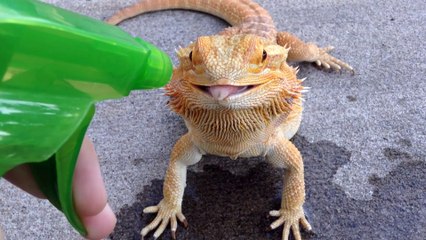 Un lézard boit l'eau que lui envoi son maitre avec son spray...