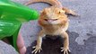 Lizard licks water from a water Spray fired by a guy