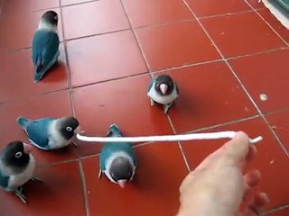 Video Hewan Paling Lucu di Dunia