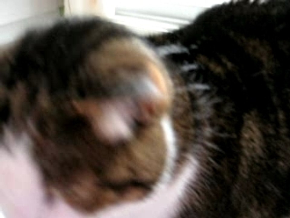 Mewmew