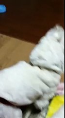 asd부평출장안마【OIO↔5865↔9911】인천출장마사지ui부천출장안마「ᔢ급美女대기Φ」