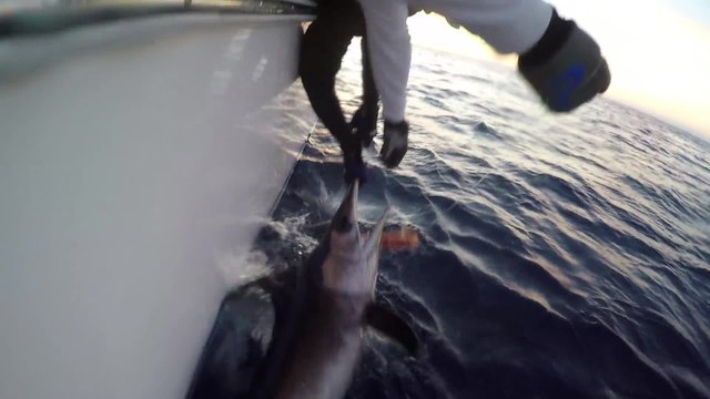 VIDEO: The Quest for 1,000 Swordfish