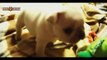 Best Of Puppies Learning to Walk Compilation