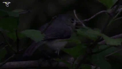 Tufted Titmouse