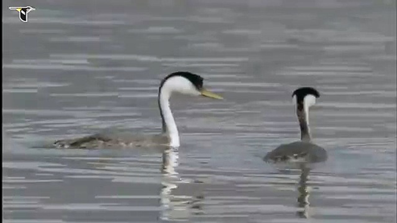 Western Grebe pair courting