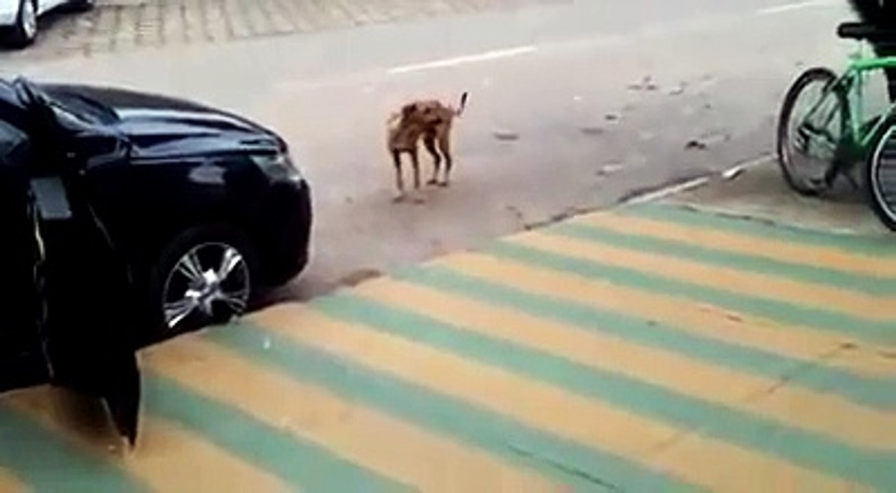 Dancing dog