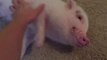 Think this mini pig enjoys belly rubs?