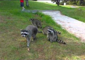 Raccoon Babies Search Park for Their Mother