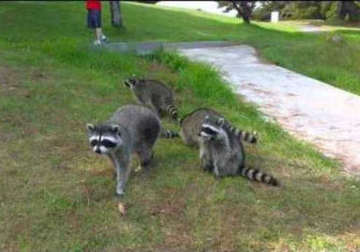Raccoon Babies Search Park for Their Mother
