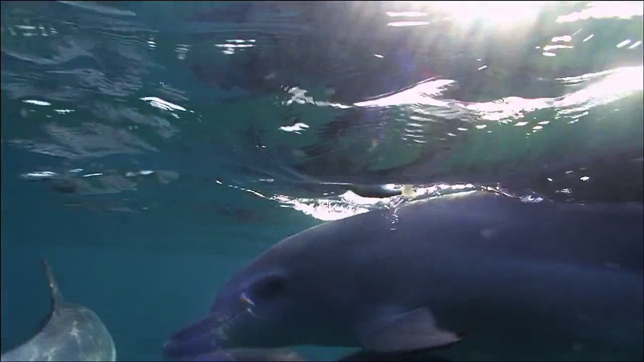 Dolphins on Drugs Pass the Puffer!