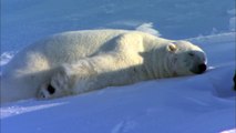 FLIRTING POLAR BEARS VERY FUNNY! From Polar Bear Spy on the Ice