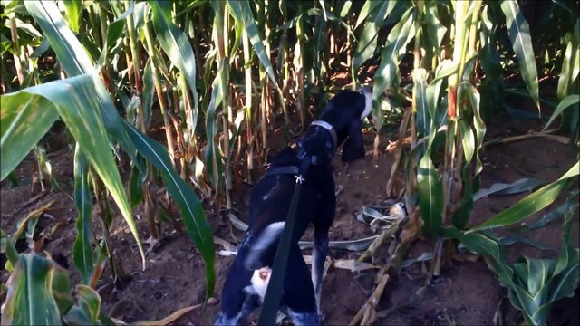 Petit Bleu de Gascogne | Fanny fait le pied sur la piste de sangliers
