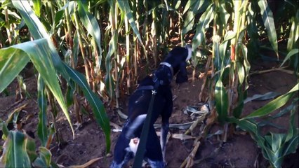 Petit Bleu de Gascogne | Fanny fait le pied sur la piste de sangliers