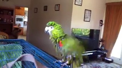 Amazing Talking Parrot