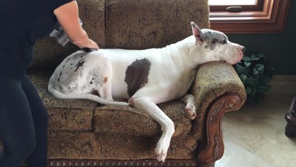 Great Dane chills out while being vacuumed