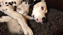 Sleepy Dalmatian cuddles with inquisitive kitten