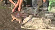 Fauna e egër, Korçë, gjuetarët popullojnë pyllin me kafshë në zhdukje- Ora News- Lajmi i fundit-