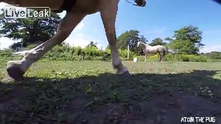 Pug On A Horse