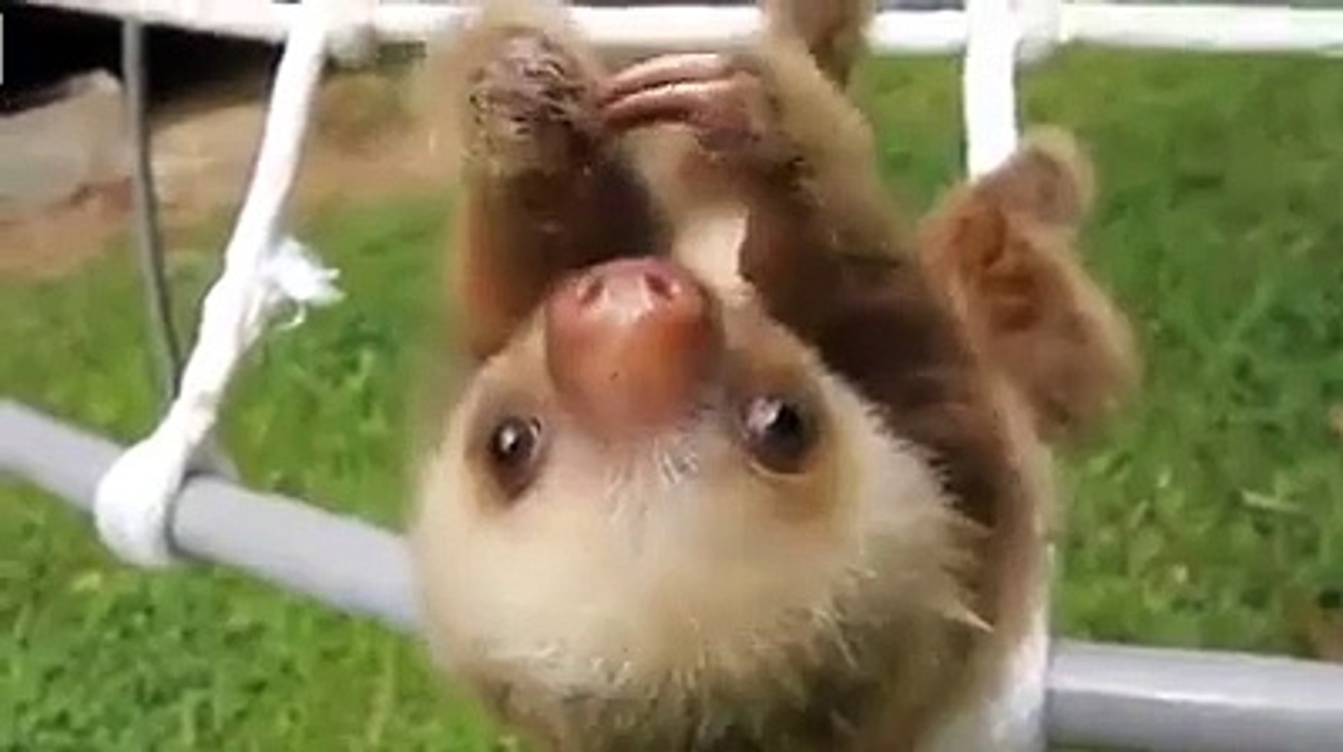 Un Paresseux Tellement Mignon Video Dailymotion