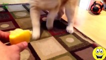 Funny Cats and Dogs vs Lemons, Best Funny Videos, Watch Must