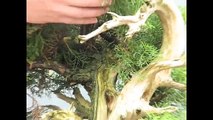 Bonsai Demonstration - A garden juniper becomes a bonsai tree - Part 1
