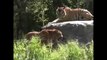 Tiger vs Tiger, Animals Tigers Fighting - Animal Videos Compilation