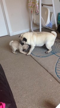 Nanny pug entertains playful puppy