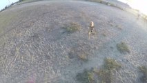 Dog chases drone all across the beach
