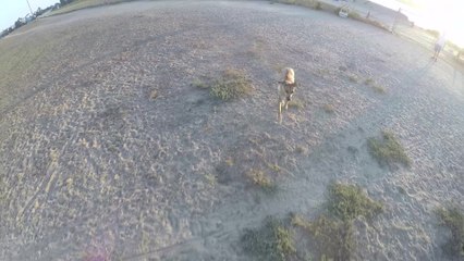 Dog chases drone all across the beach