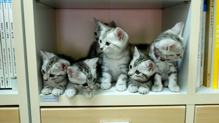 Litter of kittens adorably turn heads in sync