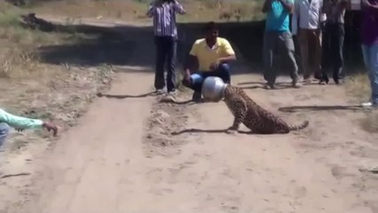 Beber agua casi termina con la vida de este leopardo