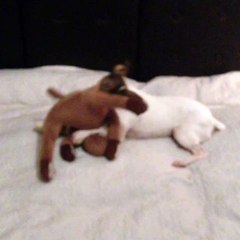 Pépé chasse l'élan!