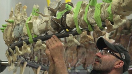 First Look: The Smithsonian builds a dinosaur
