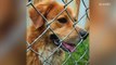 Things to consider before adopting a shelter dog
