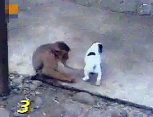 Monkey Laughing At Dog