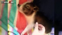 Cute Micro Pig A Cute Mini Pig Videos Compilation 2015