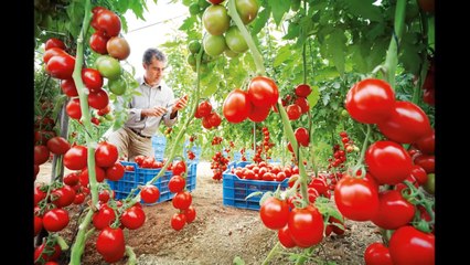 Entérate de los  excelentes beneficios de esta hortaliza